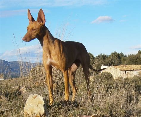 venta de podencos andaluces en madrid|Cachorros de podenco andaluz. Los Serracines